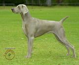 Weimaraner